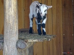 Tiergarten Schönbrunn am 23.03.2023